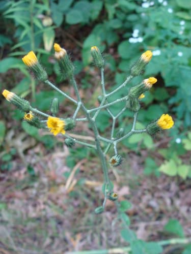 Rough Hawkweed