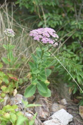 Butterfly Stonecrop