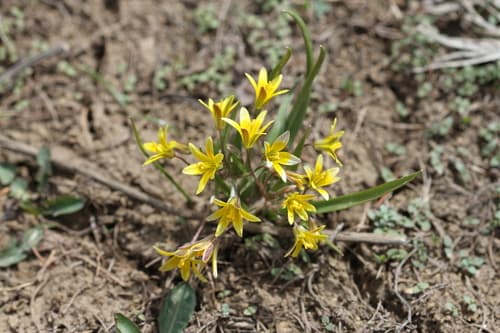 Hairy Star of Bethlehem