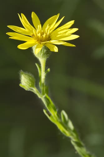 Chinese Juniper Bonsai