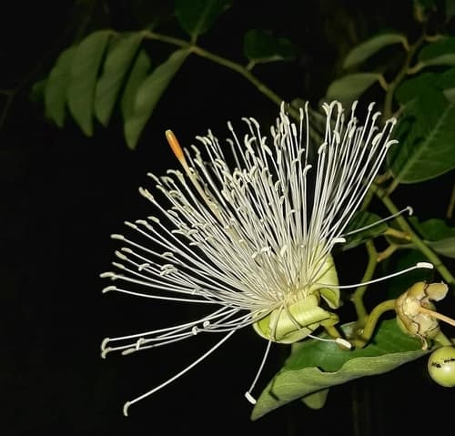 Bay-leaved Caper Flower