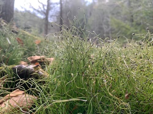 Dwarf Horsetail