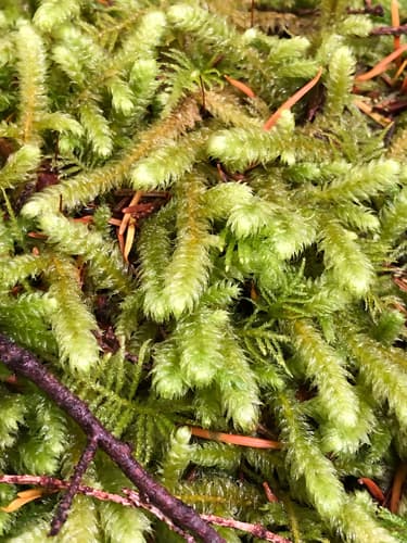 Pipecleaner Moss