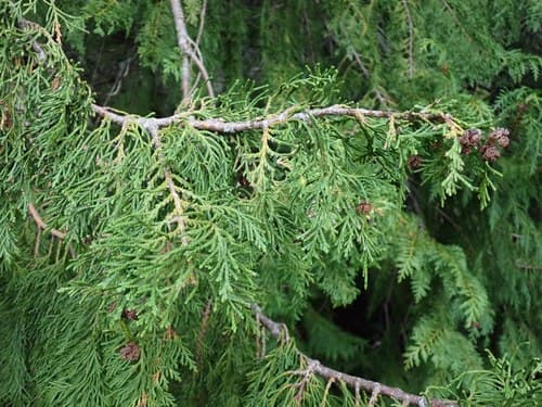 Lawson's Cypress Bonsai