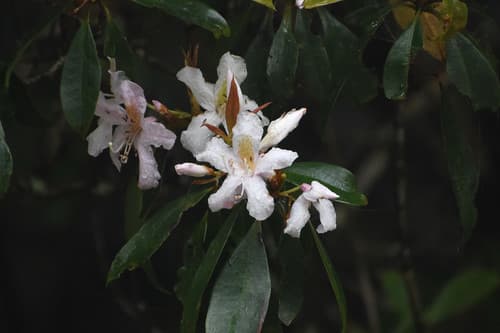 Rhododendron latoucheae Flowering Plant