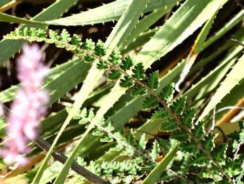 Wavy Scale Cloakfern