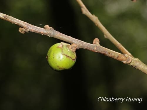 Morris's Persimmon