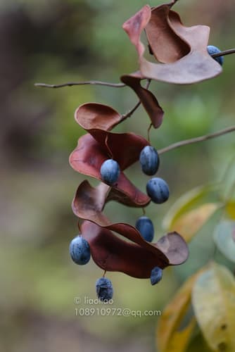 Chinese Apes-earring Bonsai