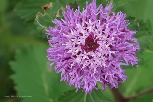 Brazilian Bachelor's Button Bonsai