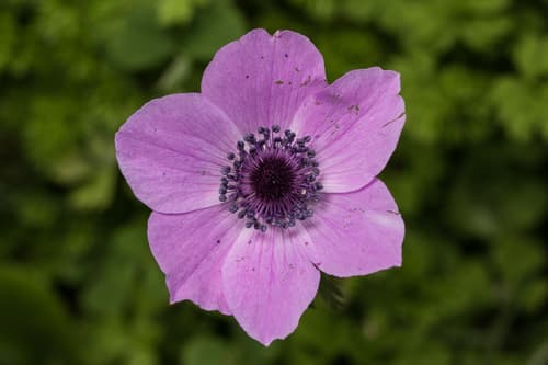 Poppy Anemone