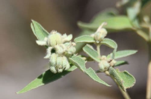 Lindheimer's Doveweed Bonsai