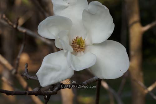 Yulan Magnolia Bonsai