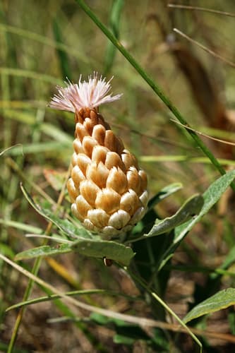 Pinecone Thistle
