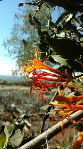 Psittacanthus calyculatus