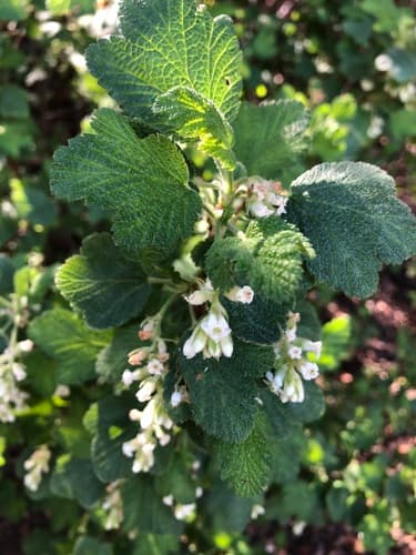 White-flowering Currant Bonsai