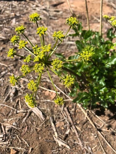 Southern Umbrellawort Bonsai