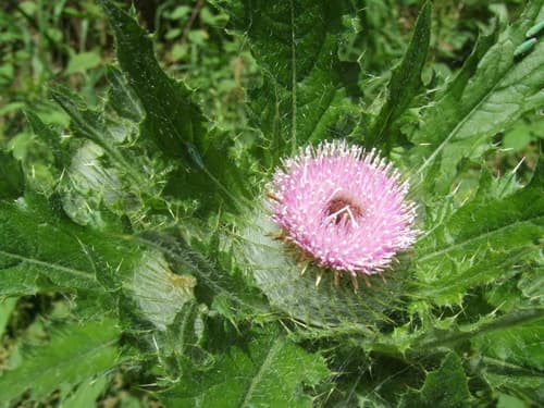 Short-styled Thistle