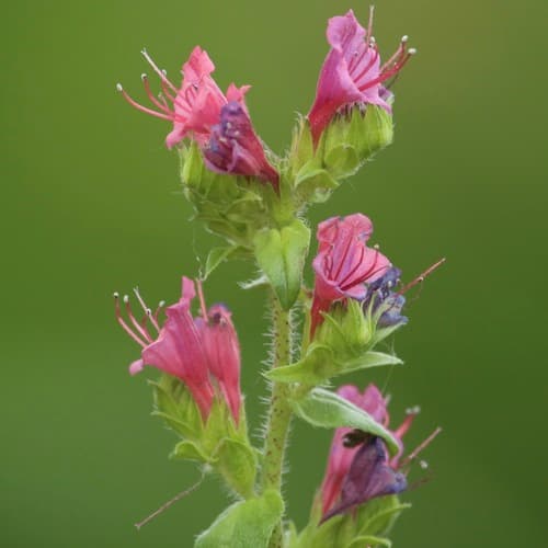 Lax Viper's-bugloss Bonsai (Hypothetical)