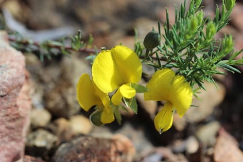 Common Wedge-pea Bonsai
