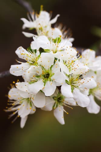 Chickasaw Plum Bonsai