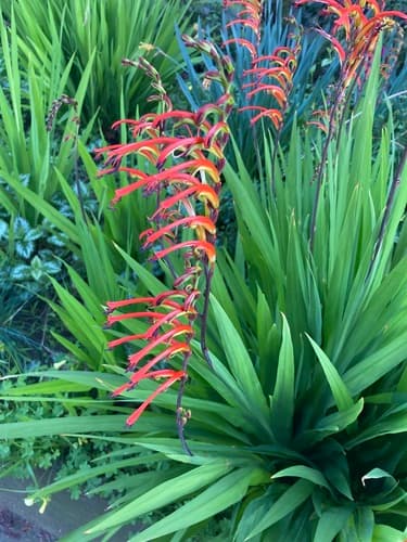 Bicolor Cobra Lily