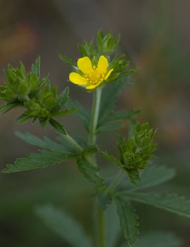 Intermediate Cinquefoil Bonsai
