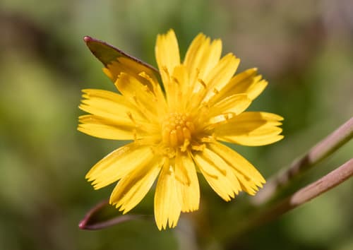 Weedy Dwarfdandelion
