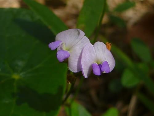 Glycine Pea Bonsai