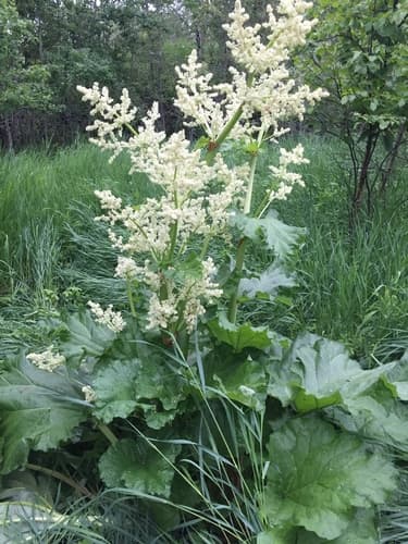 Rhubarb Plant (Not a Bonsai)