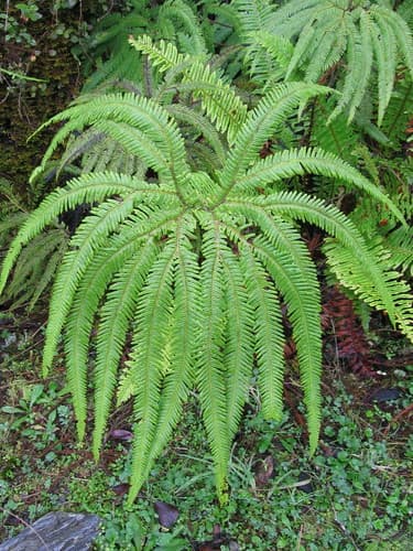 Umbrella Fern