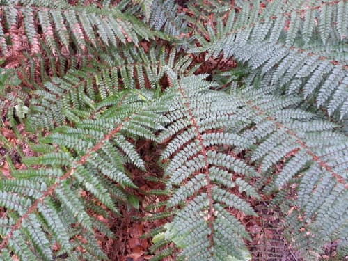 Prickly Shield Fern