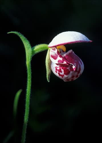 Spotted Lady's Slipper