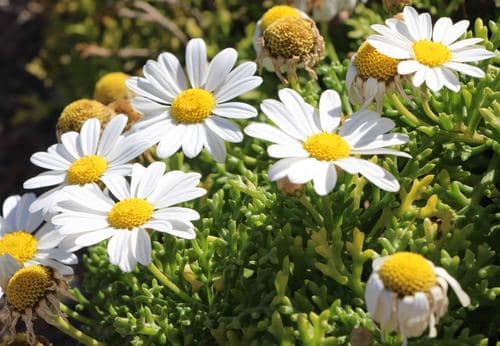 Marguerite daisy