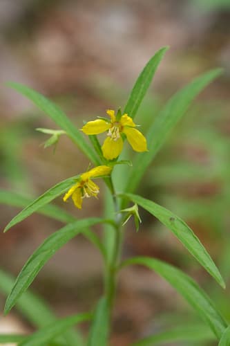 Lanceleaf Loosestrife