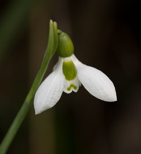 greater snowdrop