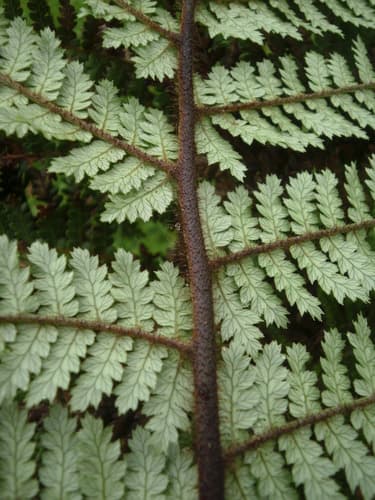 New Zealand tree fern