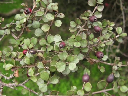 New Zealand Myrtle Bonsai