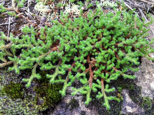 Rock Spikemoss