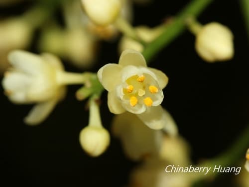 Turpinia formosana Bonsai