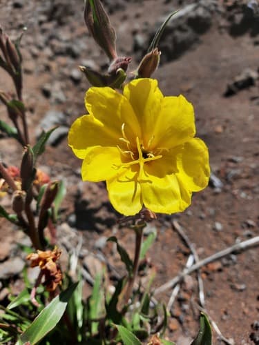 Fragrant Evening-Primrose