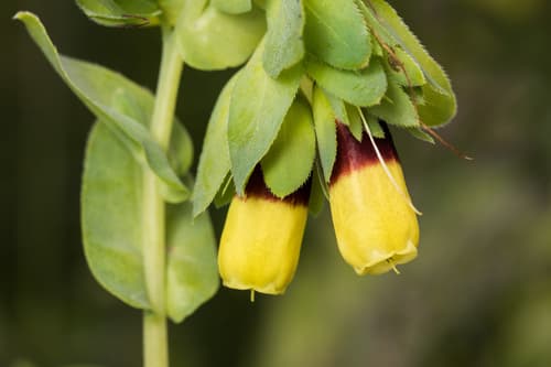 Greater Honeywort