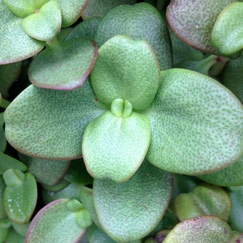 Fairy Stonecrop