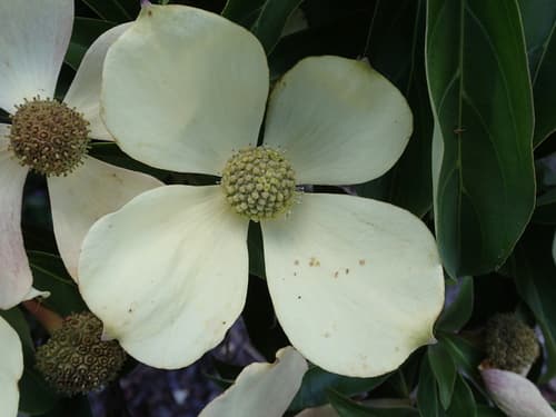 Strawberry dogwood