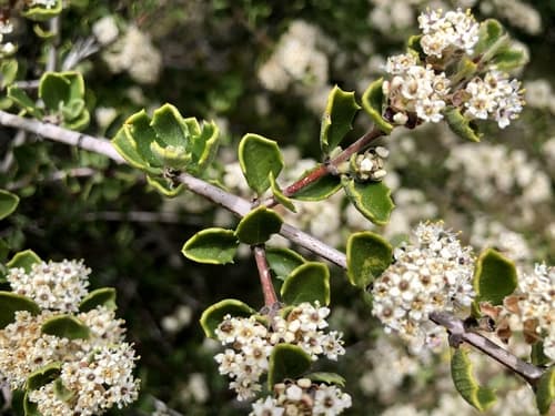 Cupped Leaf Ceanothus Bonsai