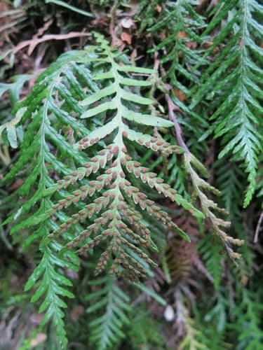Comb fern