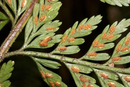 Hen and Chickens Fern