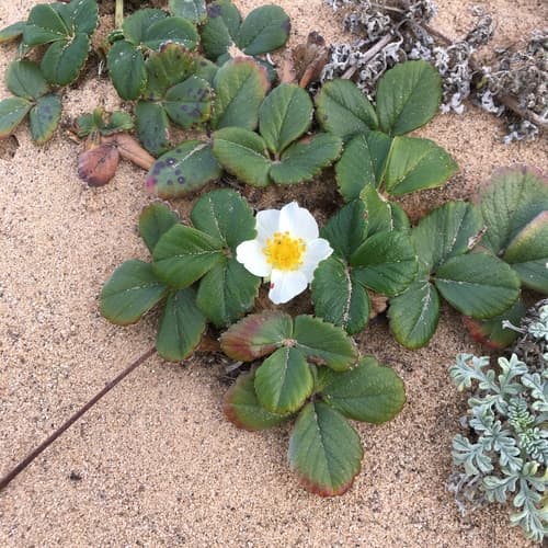Beach Strawberry Plant