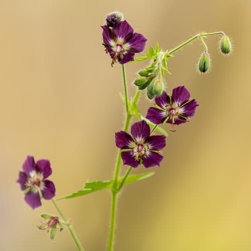 Dusky Crane's-bill Bonsai