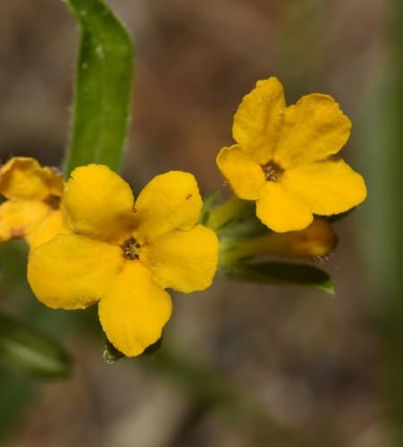 Hoary Puccoon