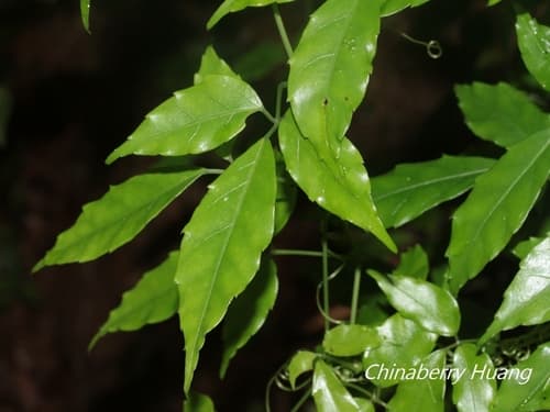 Tetrastigma hemsleyanum